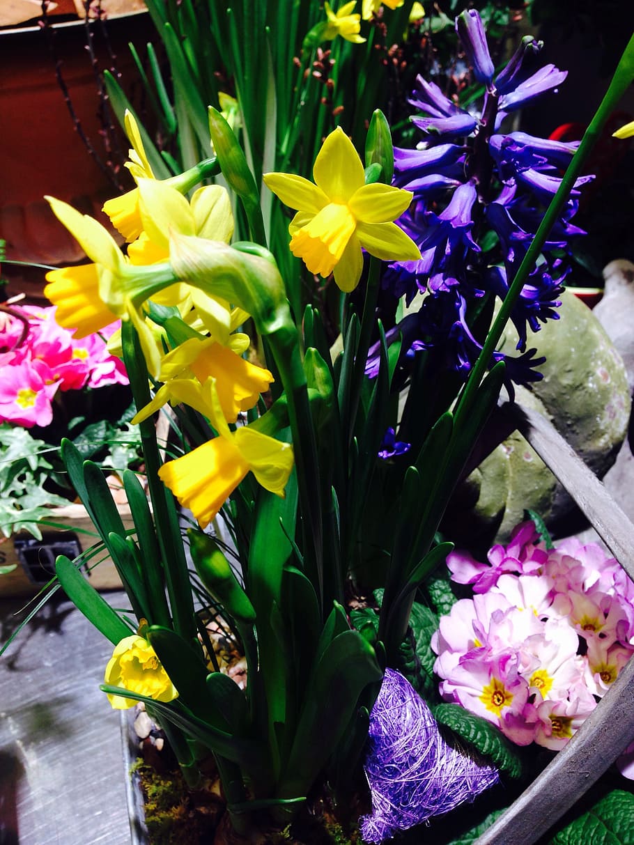 flowers, spring, colorful, flowering plant, vulnerability, fragility HD wallpaper