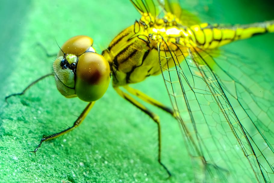 dragonfly, insect, black, blue, eyes, green, legs, wings, animal themes HD wallpaper
