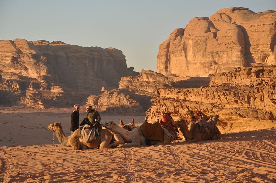 inline three sitting camels on sand, Bedouins, Wadi Rum, Jordan