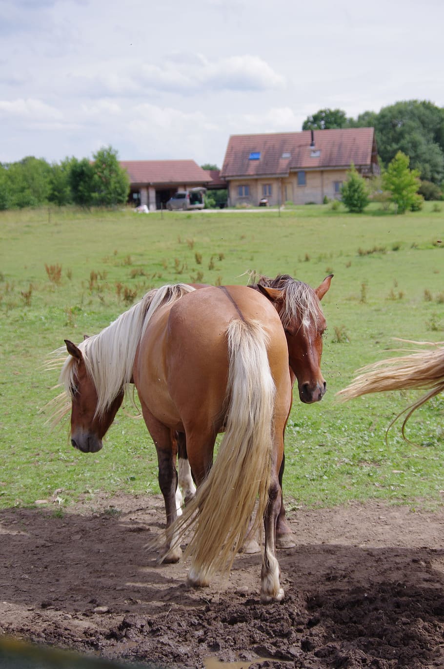 Horses, Animals, domestic animals, animal themes, livestock HD wallpaper