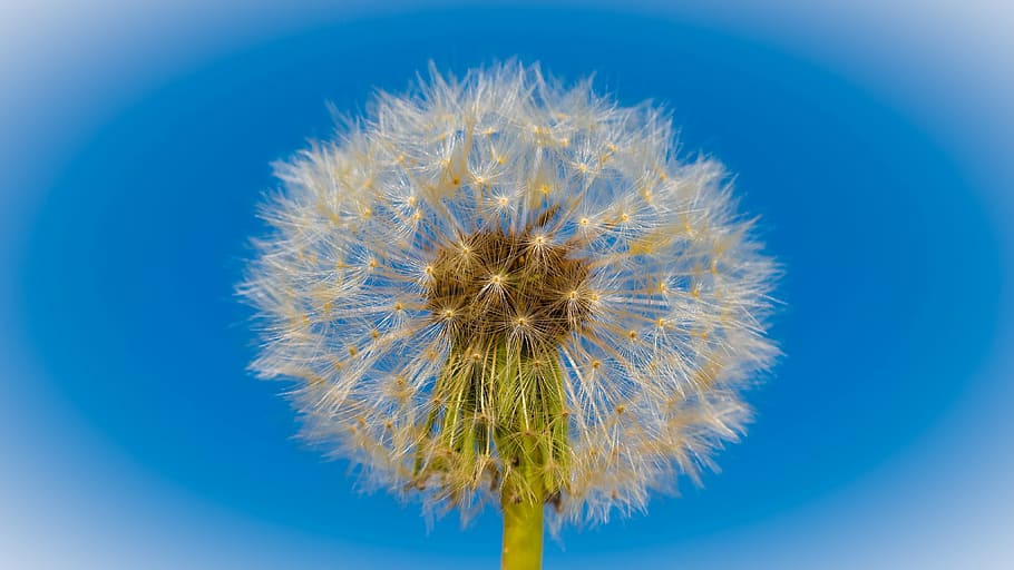 flower, blue, macro, nature, sky, close-up, studio shot, freshness HD wallpaper