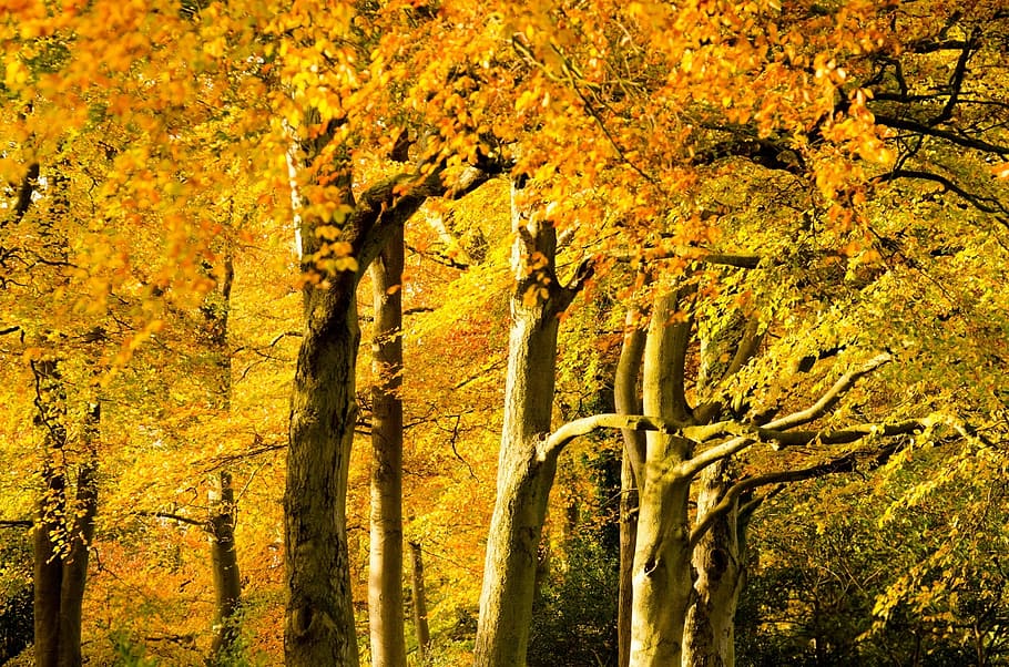 autumn, tree, trees, park, branch, branches, leaf, leaves, yellow HD wallpaper