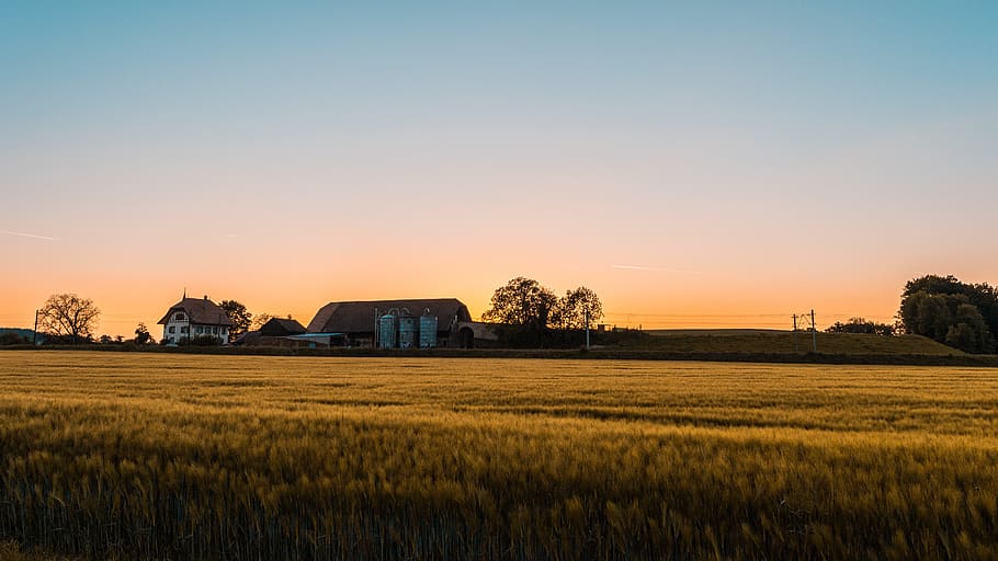 house near rice field, silhouette of houses and barns under clear skies during sunset shot from brown wheat field HD wallpaper