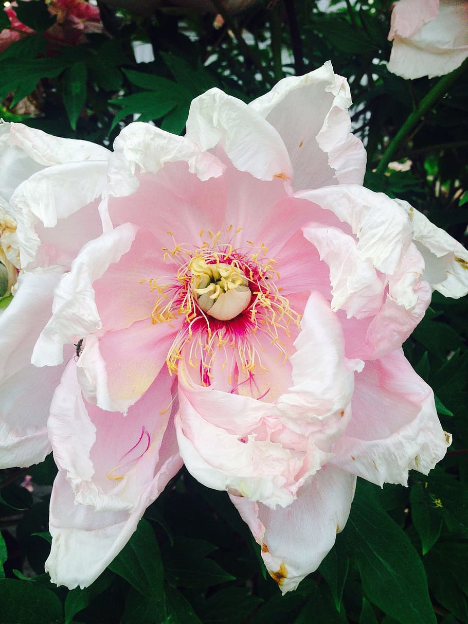 close-up photo of pink and white peony flower in bloom, flourished, HD wallpaper