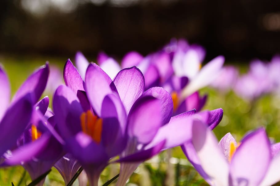 Crocus, Purple, Yellow, Grass, Grasses, spring, flower, blossom HD wallpaper