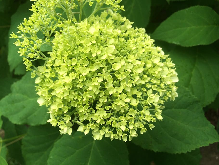 garden, green, hydrangea, nature, leaf, green Color, plant HD wallpaper