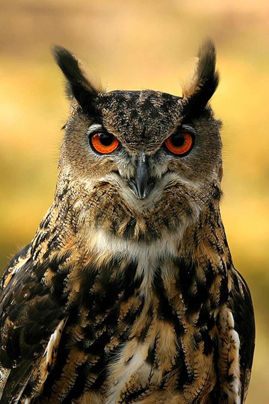 Eurasian Eagle Owl, Bird, Wildlife, nature, perched, beak, predator, HD wallpaper