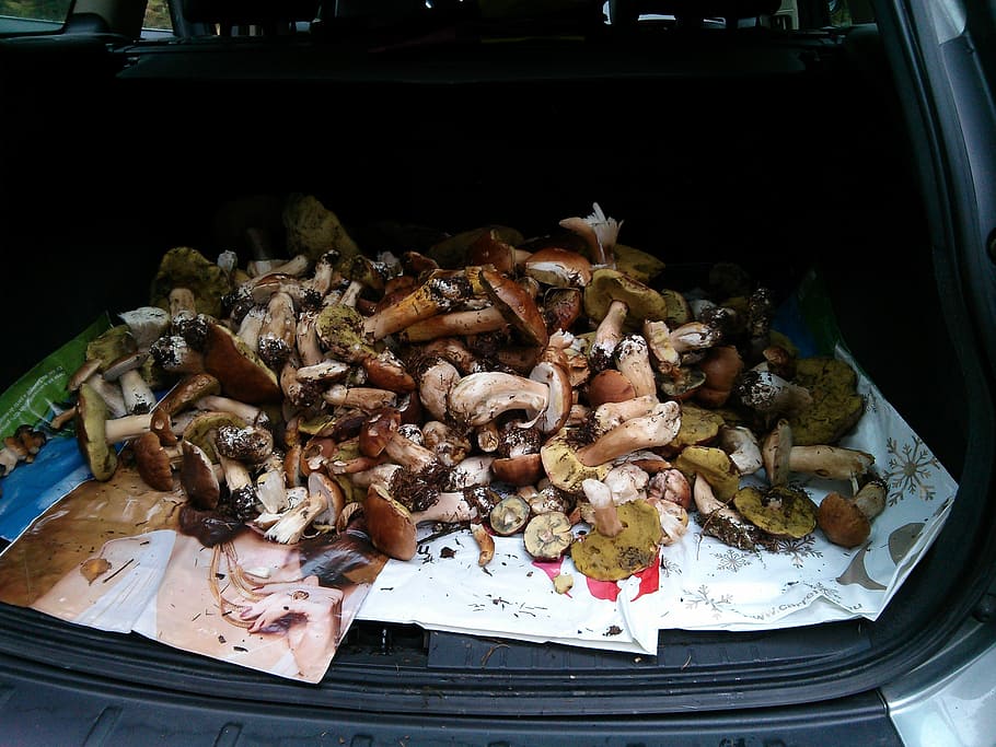 mushrooms, boletus, ceps, food and drink, freshness, no people HD wallpaper