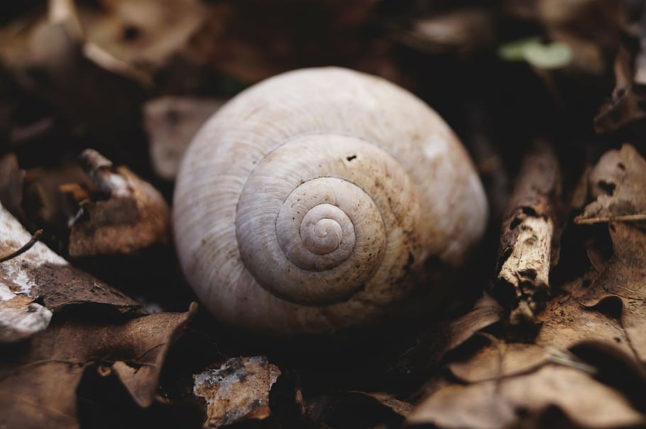 snail, snail shell, avar, animal, nature, passing away, spring HD wallpaper