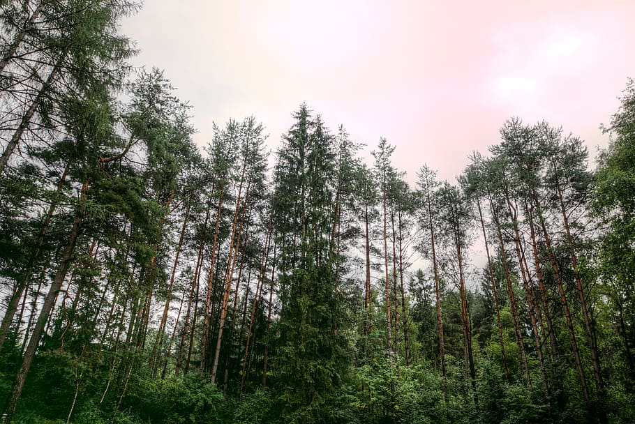 landscape, nature, sky, clouds, conifer, daylight, environment HD wallpaper