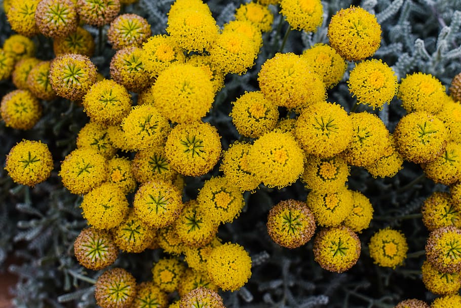 flowers, yellow, spring, nature, blossom, garden, floral, freshness HD wallpaper