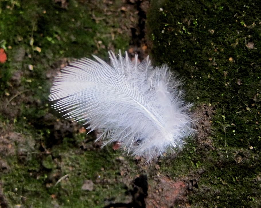 feather, down feather, white, fluffy, light, leight weight HD wallpaper