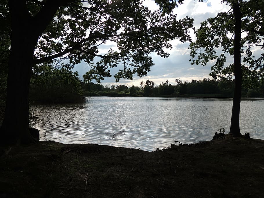 pond, view, trees, shrubs, water, it reflects the sun, plant HD wallpaper