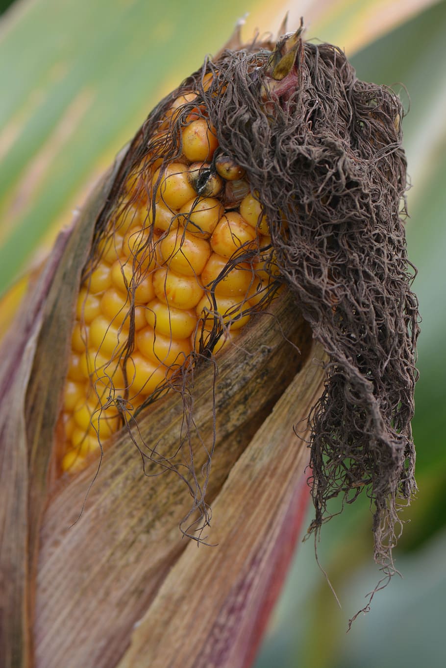 corn, flask, vegetable, nature, close-up, animals in the wild HD wallpaper