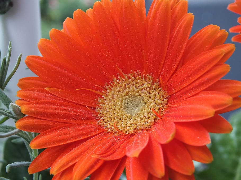 Flower, Orange, Gerbera, Garden, summer, nature, beautiful HD wallpaper