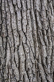 tree, bark, wooden, pattern, texture, timber, nature, brown HD wallpaper