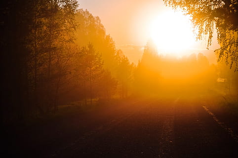 silhouette of trees during sunrise, sunlight, orange, dawn HD wallpaper