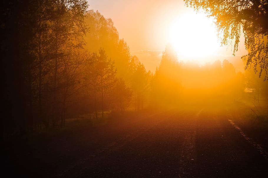 silhouette of trees during sunrise, sunlight, orange, dawn HD wallpaper