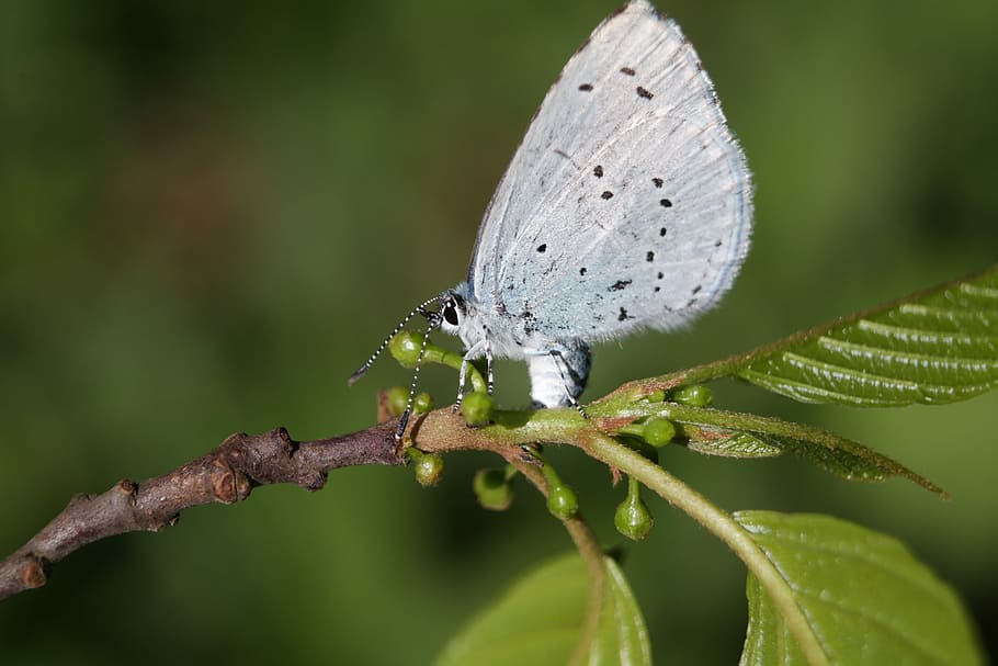 butterfly, insect, nature, animal wildlife, animal themes, animals in the wild HD wallpaper