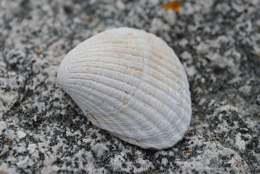 Seashell, Stone, Beach, animal shell, sand, close-up, fossil HD wallpaper