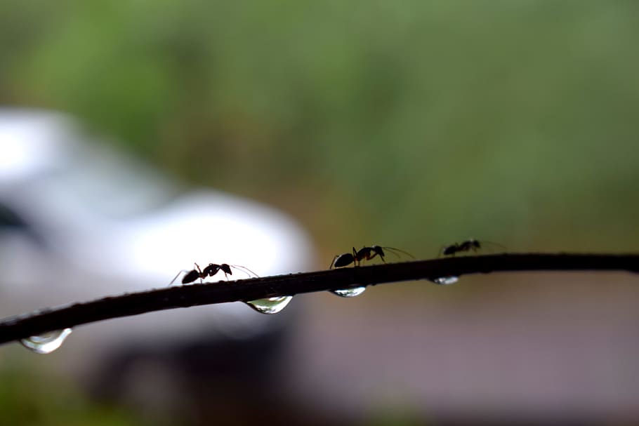 water, droplets, clean, fresh, clear, nature, macro, bubble HD wallpaper