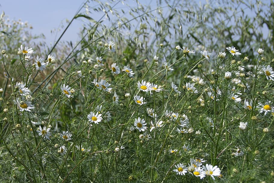 Meadow, Chamomile, Early Summer, Grass, green, wild flowers HD wallpaper