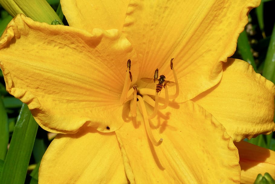 Daylily, Flower, Tiger, Fly, tiger fly, insect, yellow, nature HD wallpaper