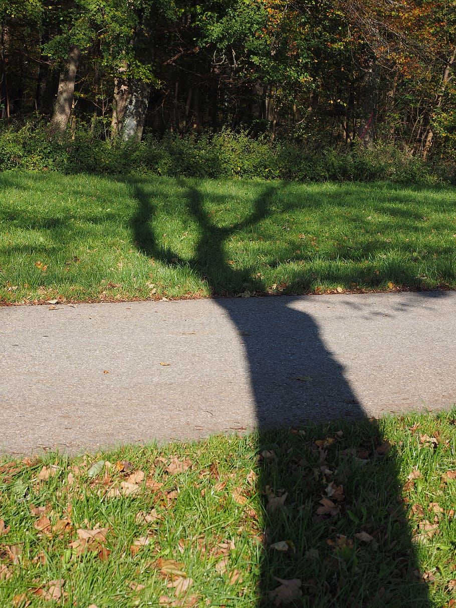 Tree, Hispanic, Log, Shadow, grass, green color, nature, sunlight HD wallpaper
