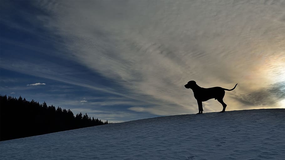 Dog, Winter, Silhouette, weimarische, hill, evening, one animal HD wallpaper