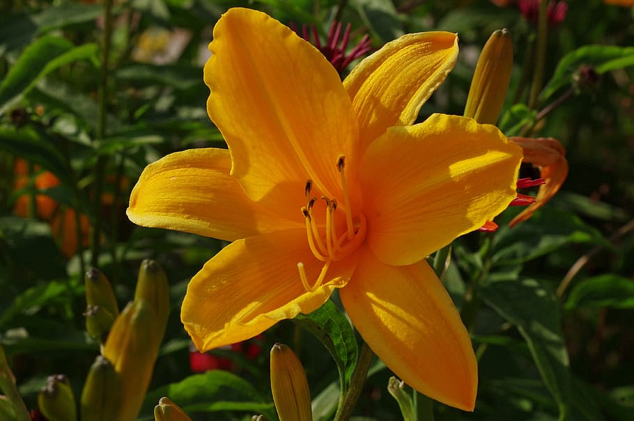 Blossom, Bloom, Lily, Flower, Orange, plant, macro, nature HD wallpaper