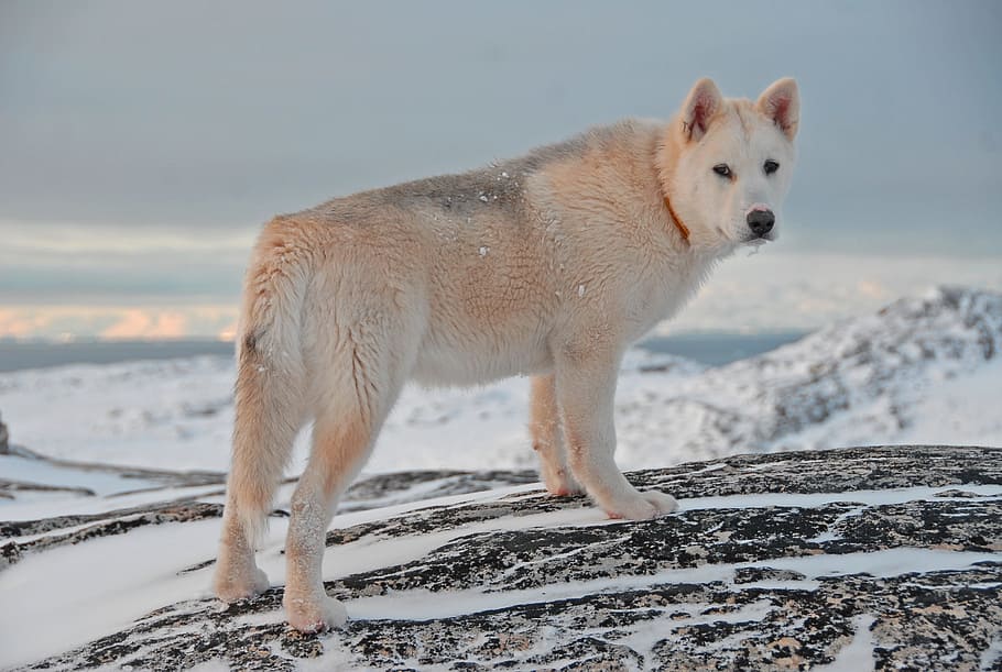 HD wallpaper: Greenland Dog, snow, winter, animal, arctic, nature, wolf,  sled Dog | Wallpaper Flare