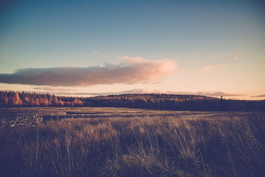 Grass Field, clouds, daylight, forest, landscape, mother nature HD wallpaper