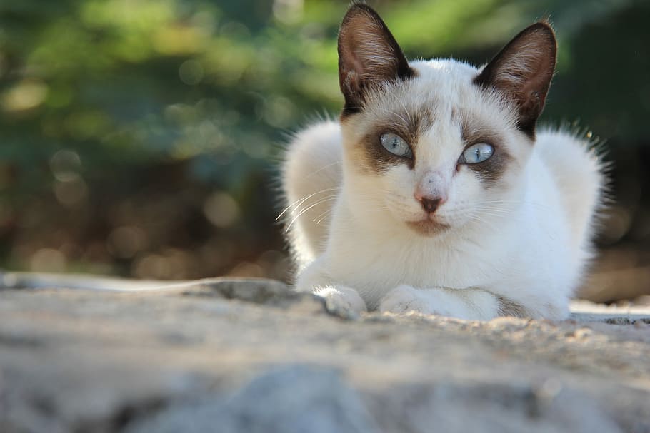 cat looking at camera, nature, animal themes, one animal, mammal HD wallpaper