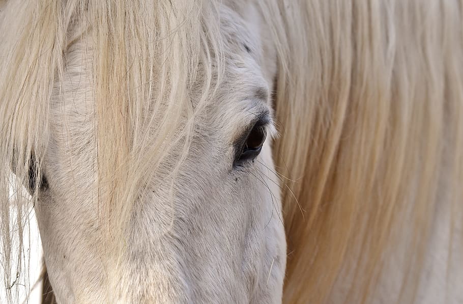 close-up photography of white horse, mold, eye, horse head HD wallpaper
