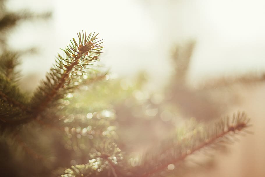 selective focus photography of pine tree leaf, nature, background HD wallpaper