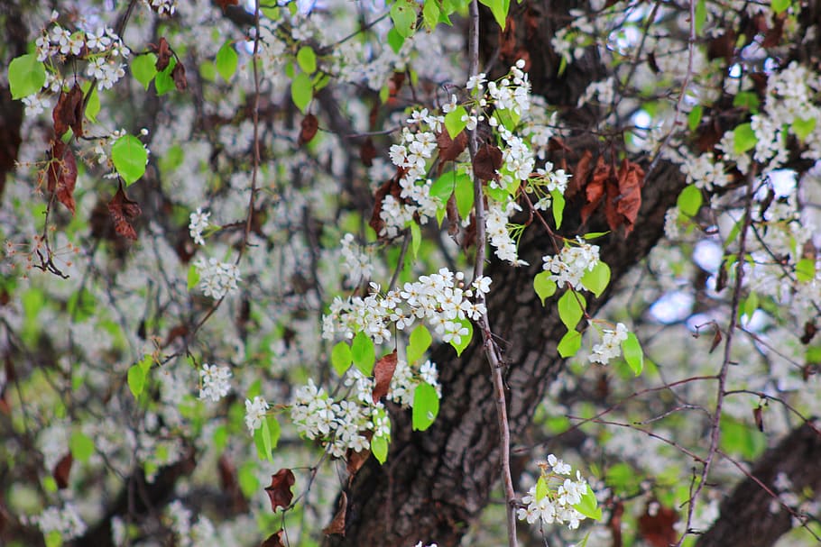 Bloom, Plum, Apple, Spring, Nature, blooming, blossom, plant HD wallpaper