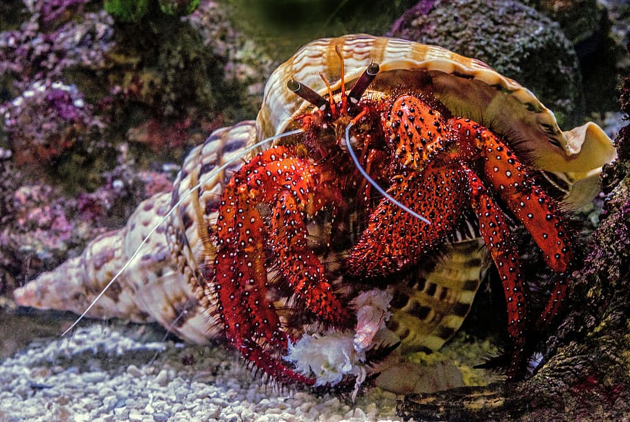 underwater photography of hermit crab, selective focus photography of red and brown hermit crab