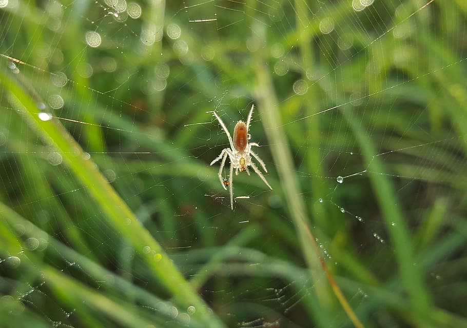 spider, field orbweaver, web, spiderweb, arachnid, dew drops HD wallpaper