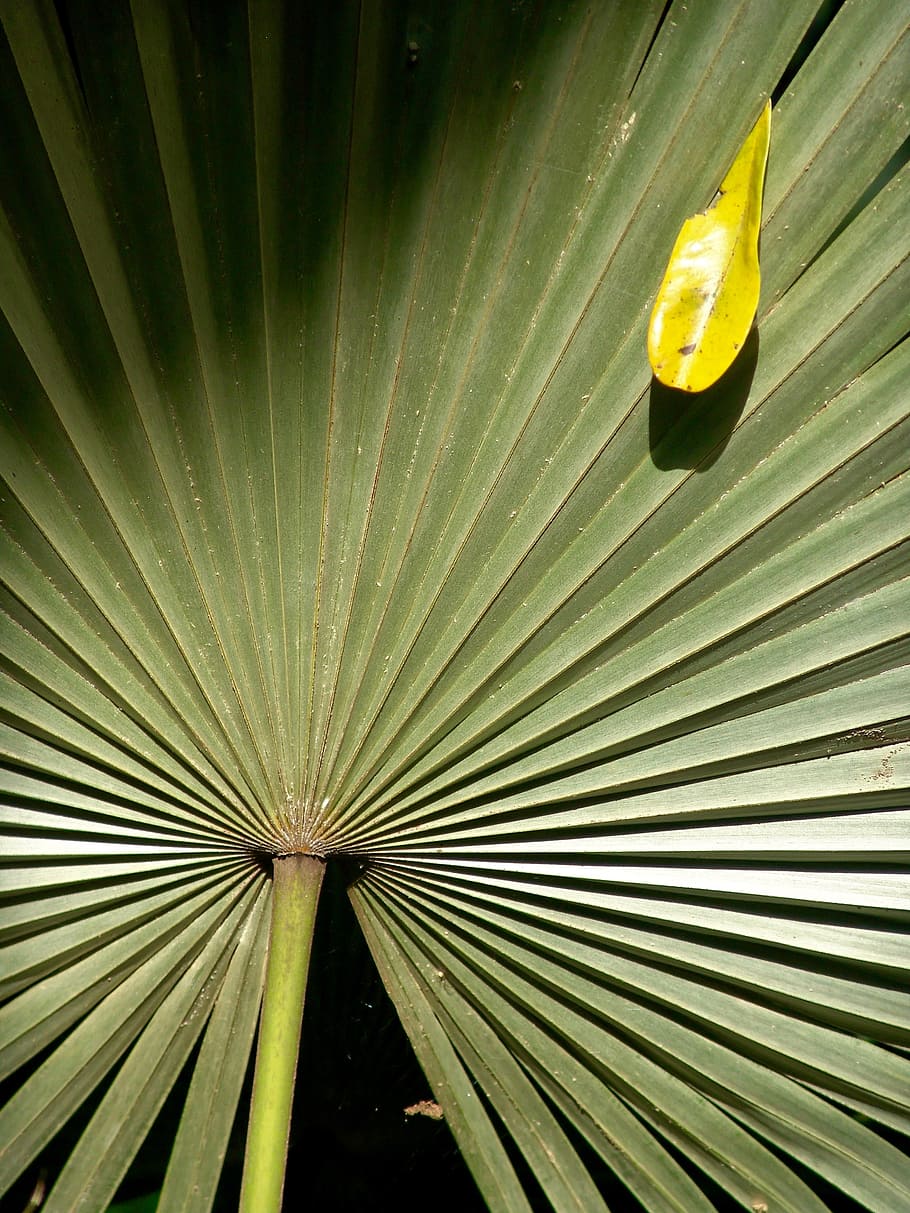 palm, frond, leaf, exotic, palm tree, palm fronds, tropical HD wallpaper