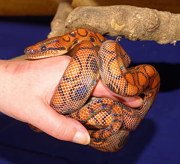 Rainbow Boa, Boa, Constrictor, Reptile, Scale, snake, color HD wallpaper