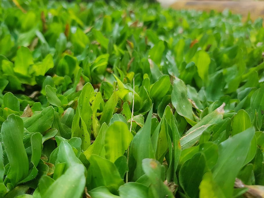 grass, green, nature, green color, growth, plant, close-up HD wallpaper