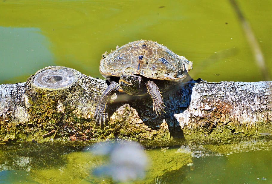 Water Turtle, Reptile, tortoise shell, animal, on the water HD wallpaper