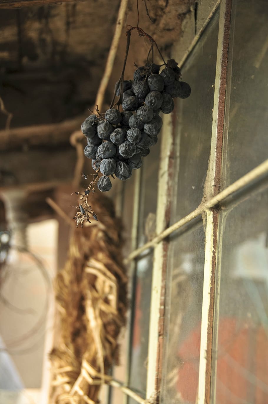 raisins, fall, autumn, outside, nature, food and drink, hanging HD wallpaper