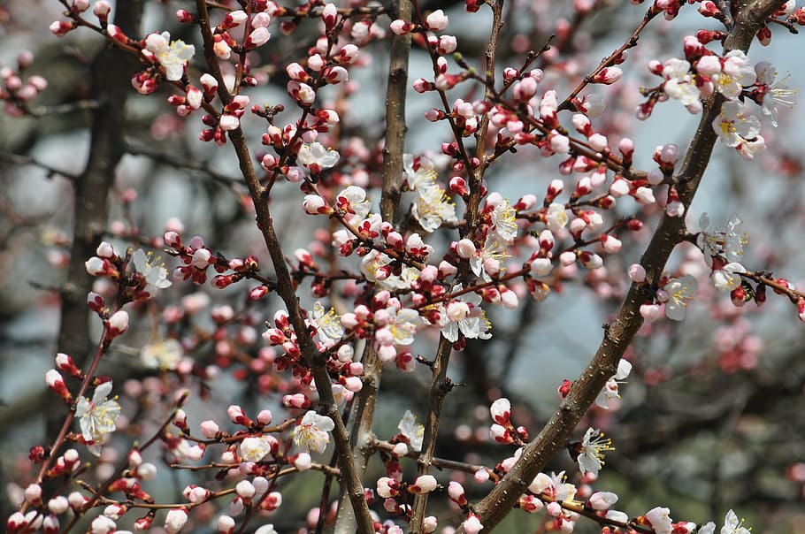 spring, apricot, almaty, tree, plant, growth, freshness, branch HD wallpaper