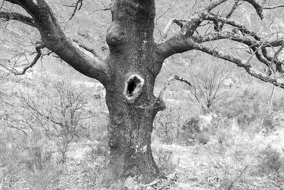 Ticino, Maggia Valley, Tree, Hole, black and white, landscape HD wallpaper