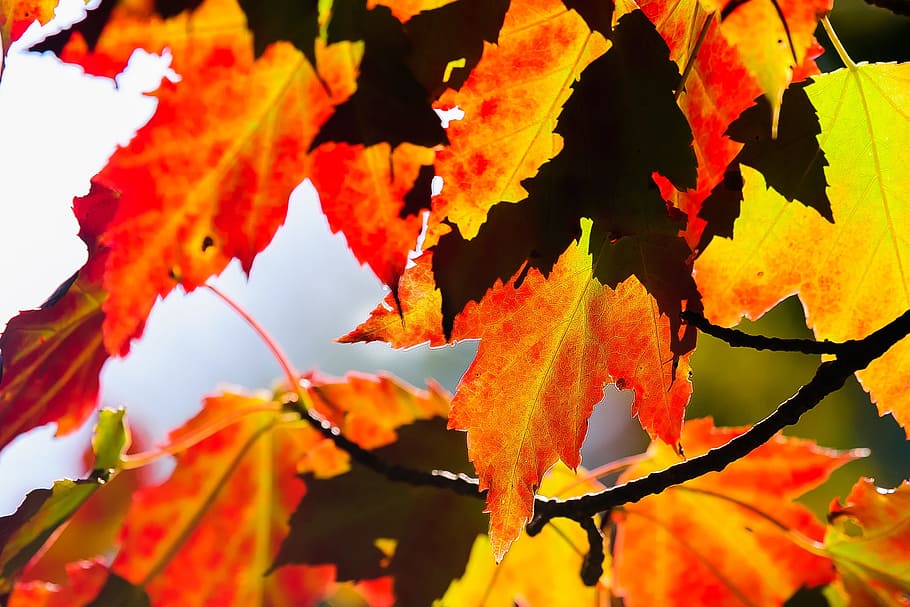 leaf, fall, maple, season, nature, change, autumn, plant part HD wallpaper
