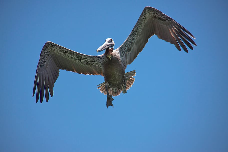 pelikan, florida clearwater beach, usa, flying, spread wings, HD wallpaper