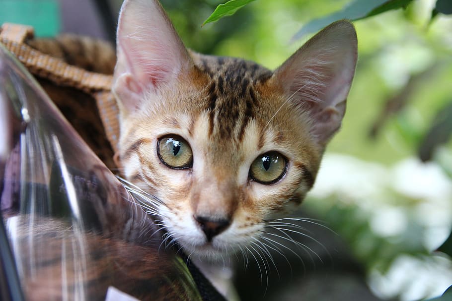 macro shot photography of brown cat, Stare, Eye, domestic cat HD wallpaper