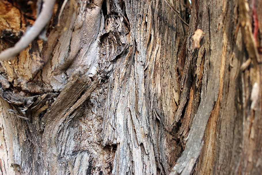 bark, tree, wood bark, trunk, nature, tree trunk, old, texture HD wallpaper