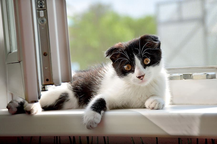kitten, cute, pet, view, mammal, one animal, cat, domestic HD wallpaper